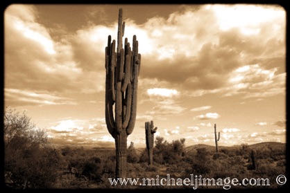 "majestic saguaro"
mcdowell mountain preserve